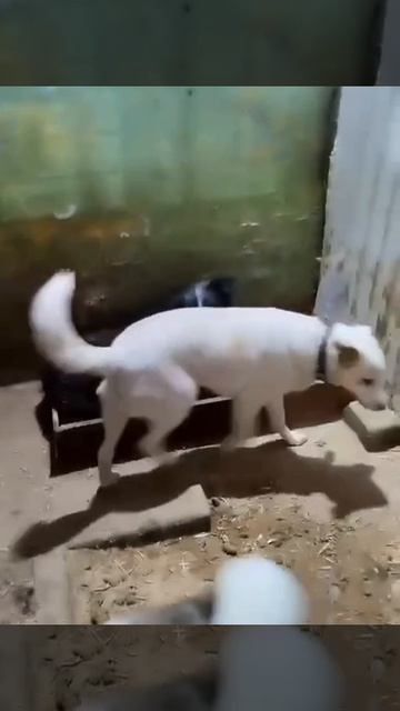 Уфа, Башкирия
Попали в отлов вот такие собаки!😰Добрые и ласковые
Пожалуйста, сделайте репост🙏