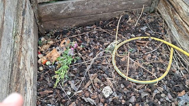 высадила арбуз и дыню на пмж. 31.05.26
