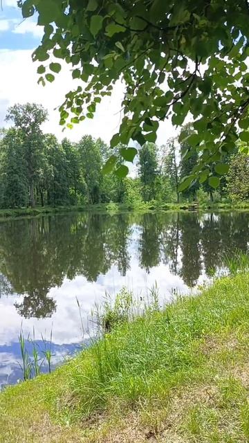 Прогулка #rochevpress #хаски #собака #природа #лес #саморазвитие