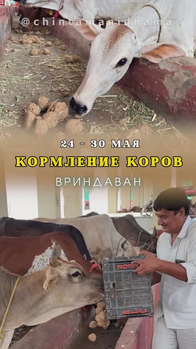 24 - 30 мая. Видеоотчет о кормлении коров