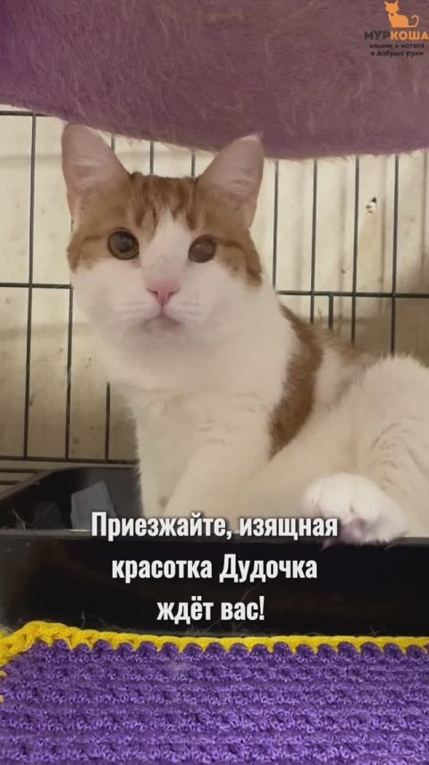 Дудочка ждёт вас в приюте #Муркоша