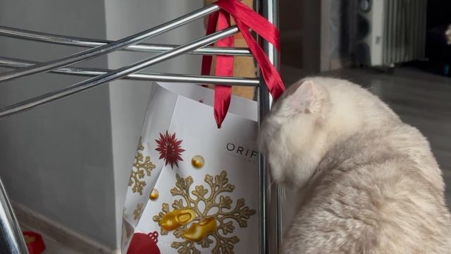 Любознательный котик. Что там в пакете?