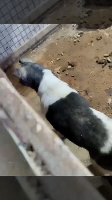 Уфа, Башкирия
Попали в отлов вот такие собаки!😰Добрые и ласковые
Пожалуйста, сделайте репост🙏