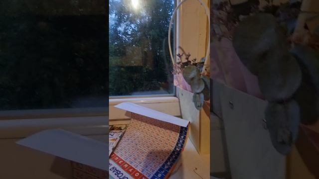 11106.mp4