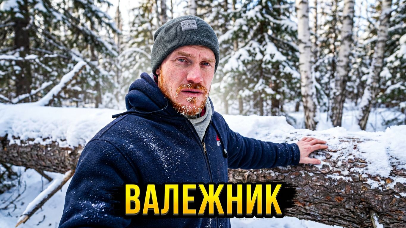 Валежник. Сбор валежника. Деревья поваленные жуками