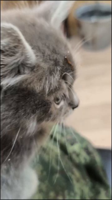 котики на сво
