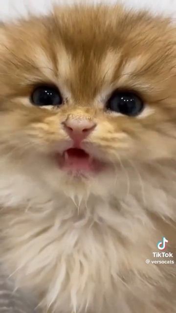 Милое видео из тик-ток ❤️ | Милый котик 😻