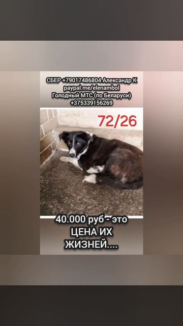 Помогите вывезти Собак, люди! Они в в усыпалке Бобруйска....
❌Срок их содержания закончен