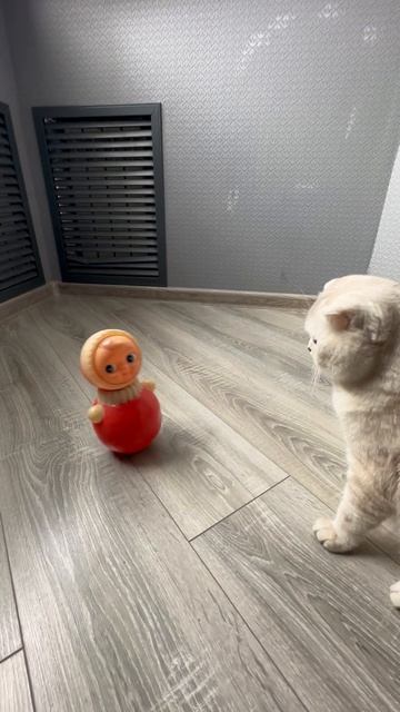 Поведение кота на игрушку