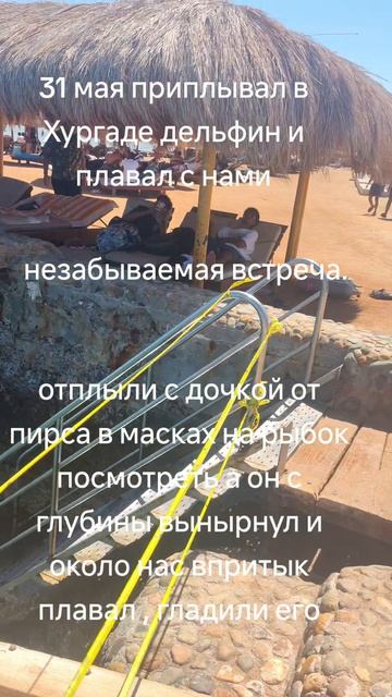 встреча с дельфином