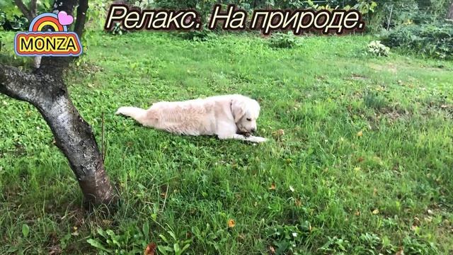 «Релакс. На природе» МОНЗА