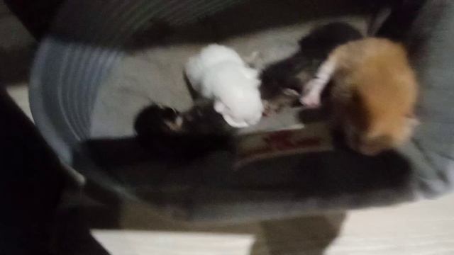 продолжение про котят и про Васю