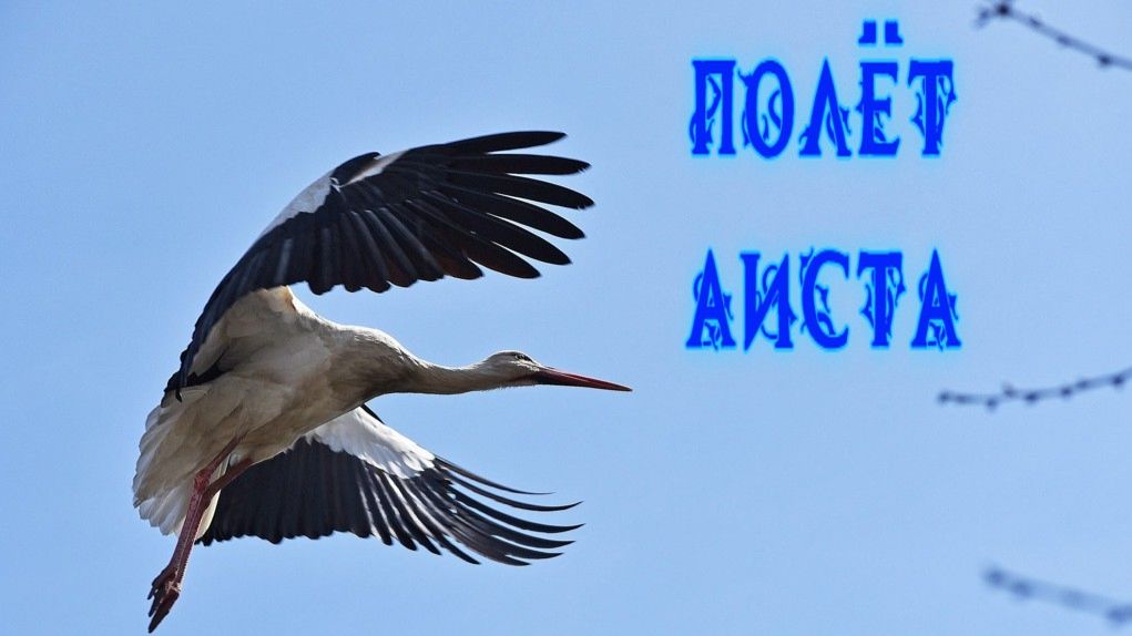 Полёт Аиста.