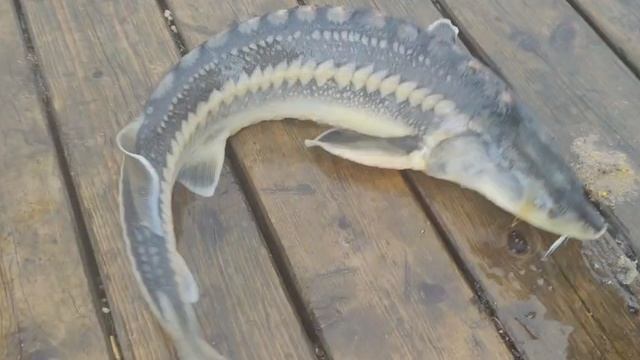 VID_20260531_133203