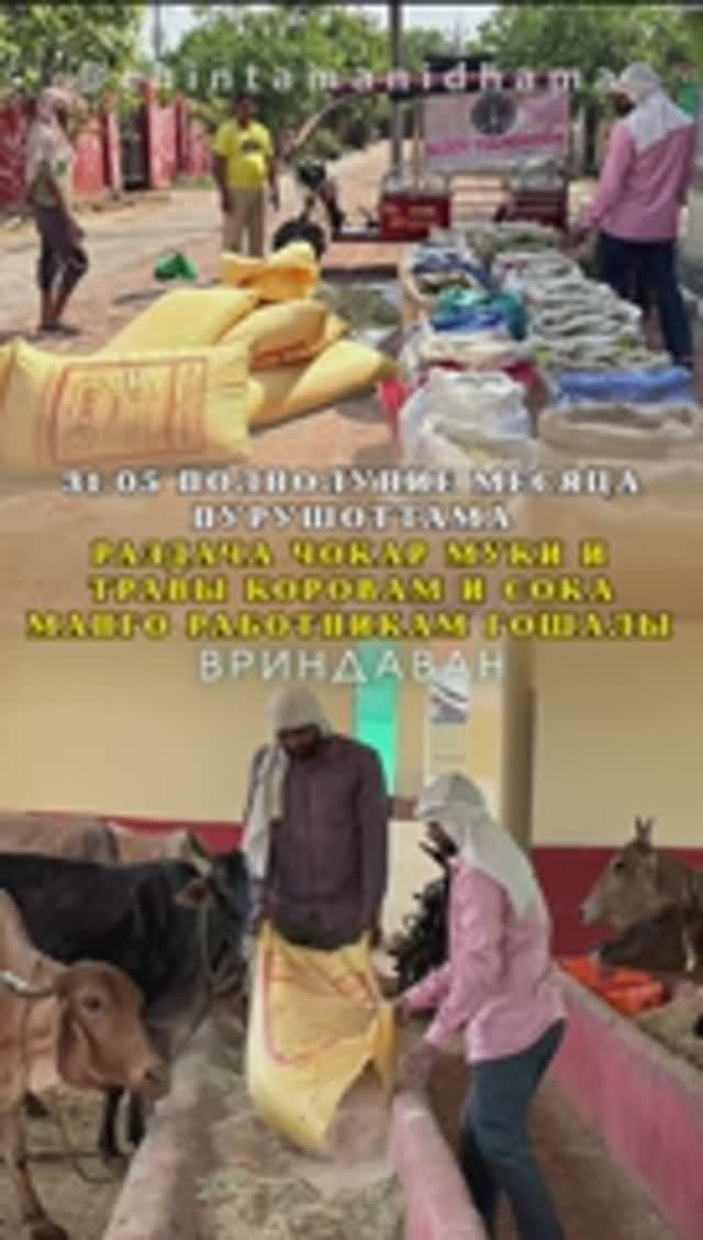 31 мая. Полнолуние в месяц Пурушоттама. Раздача чокар муки и травы коровам и сока манго работникам
