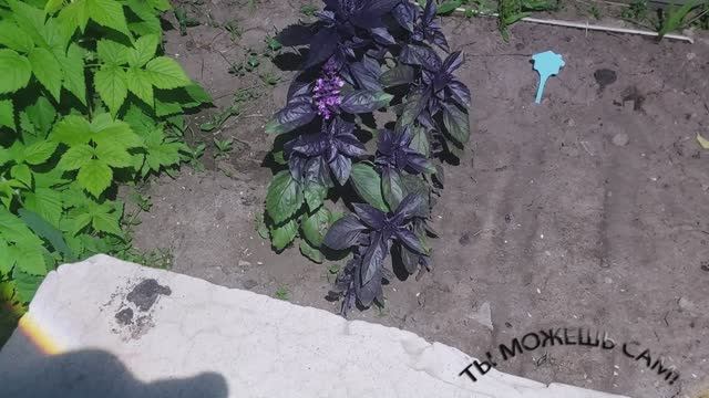 Как правильно срезать базилик