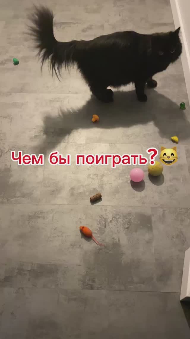 Котя обожает играть