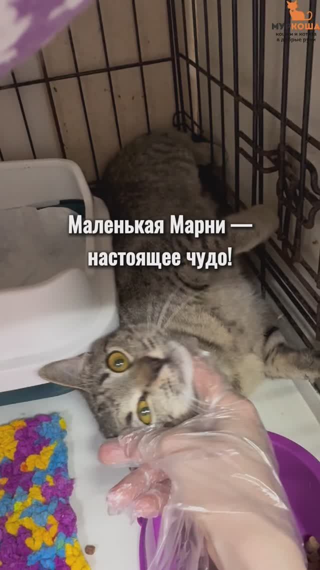 Марни ждёт вас в приюте #Муркоша