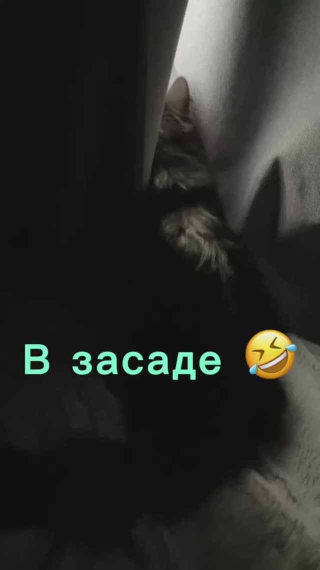 Котя охотится