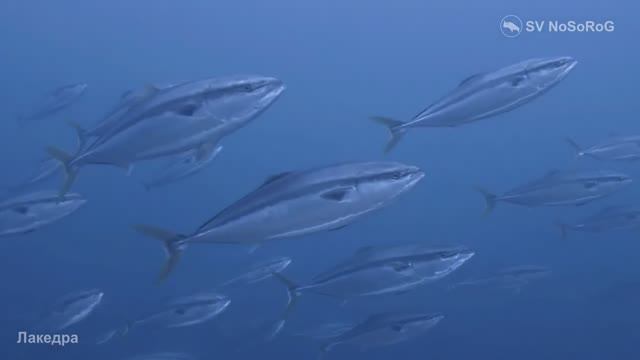 Каких размеров может достигать Желтохвостая лакедра (Japanese Amberjack) — Seriola Quinqueradiata ?