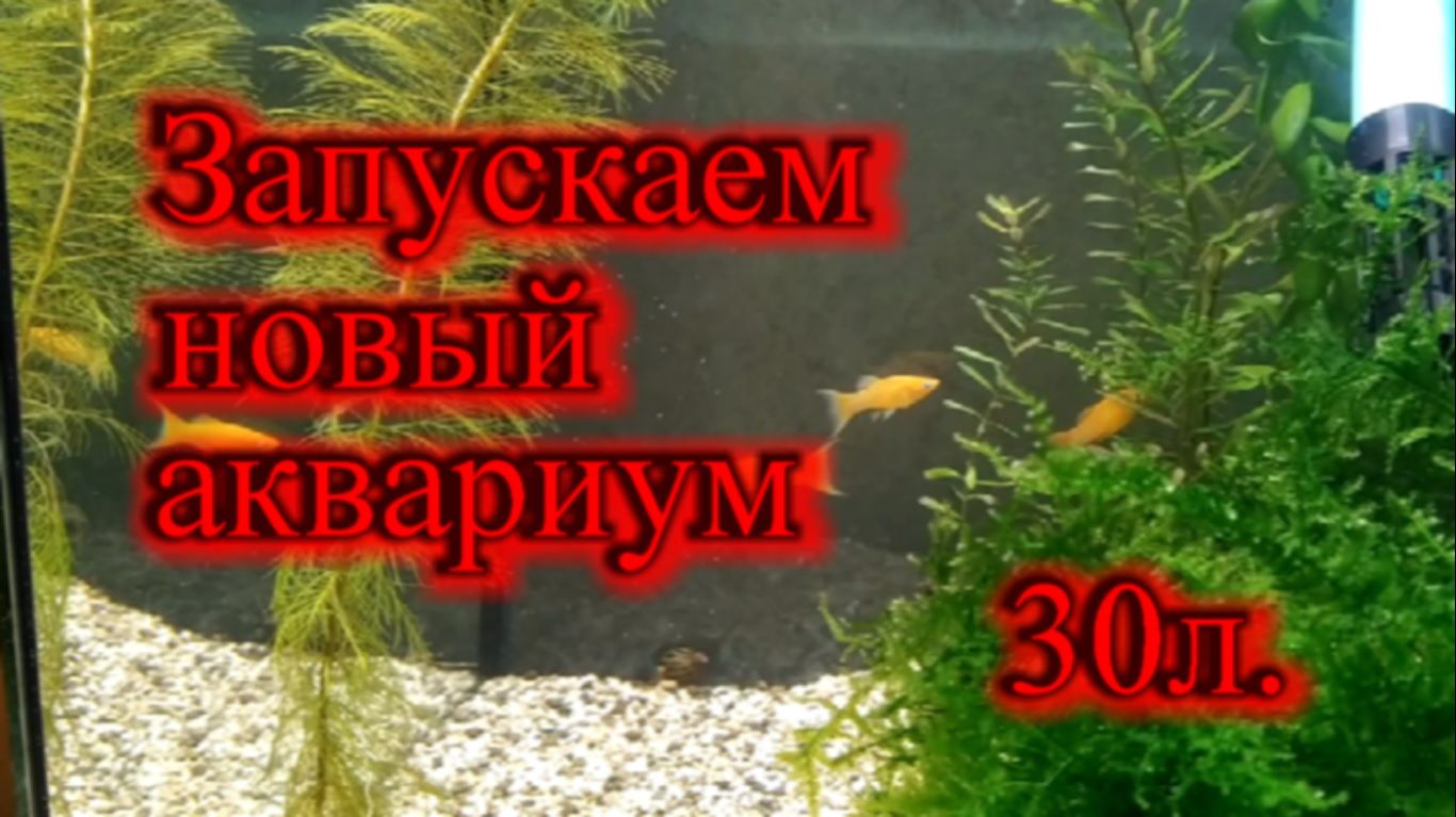 Как запустить новый аквариум на 30 литров