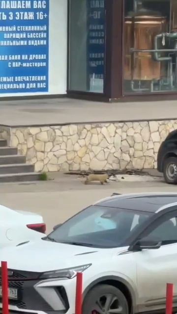 Влюблённый сурок. 