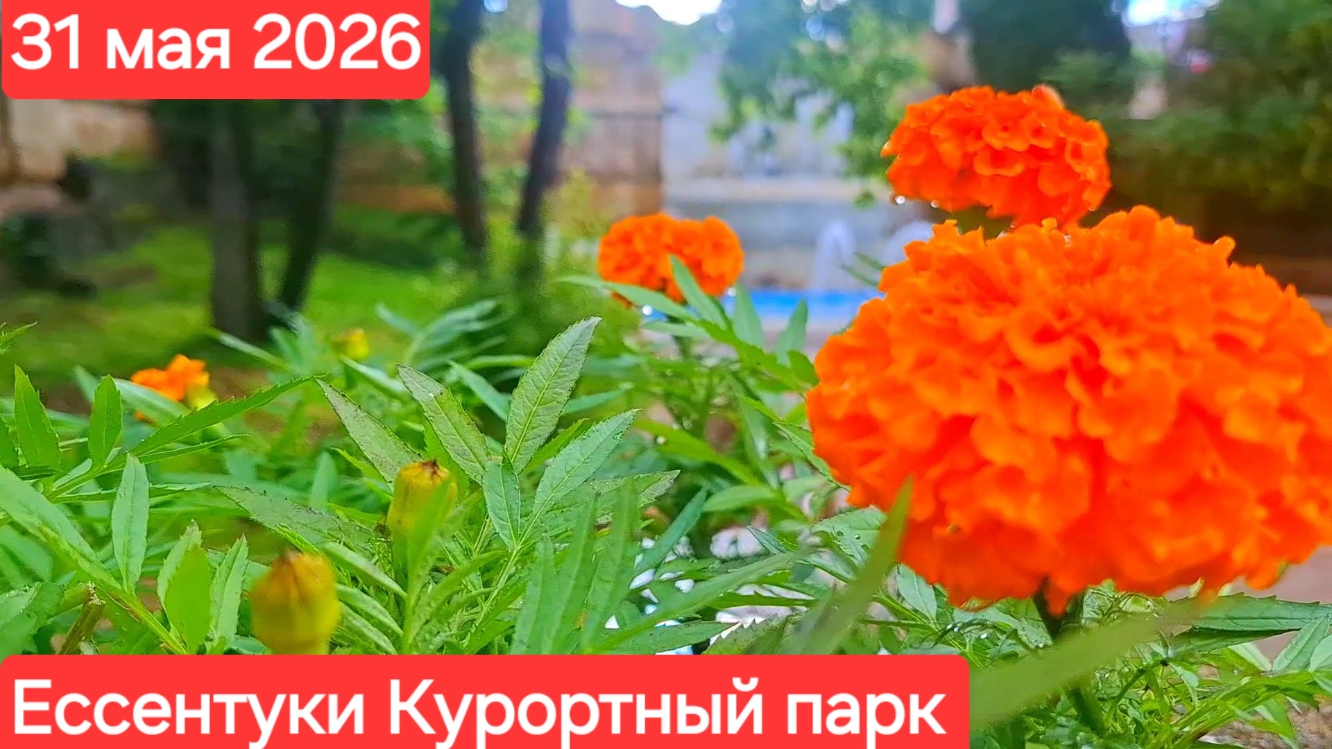 Ессентуки Курортный парк вечером 31-05-2026