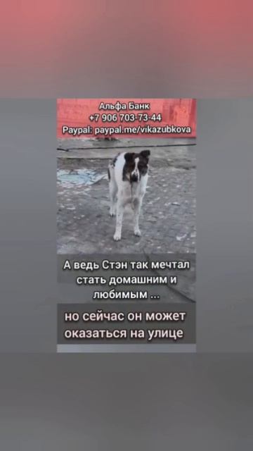 Его бросили и забыли те, на кого он смотрел благодарными глазками....Помогите спасти..Новая жертва