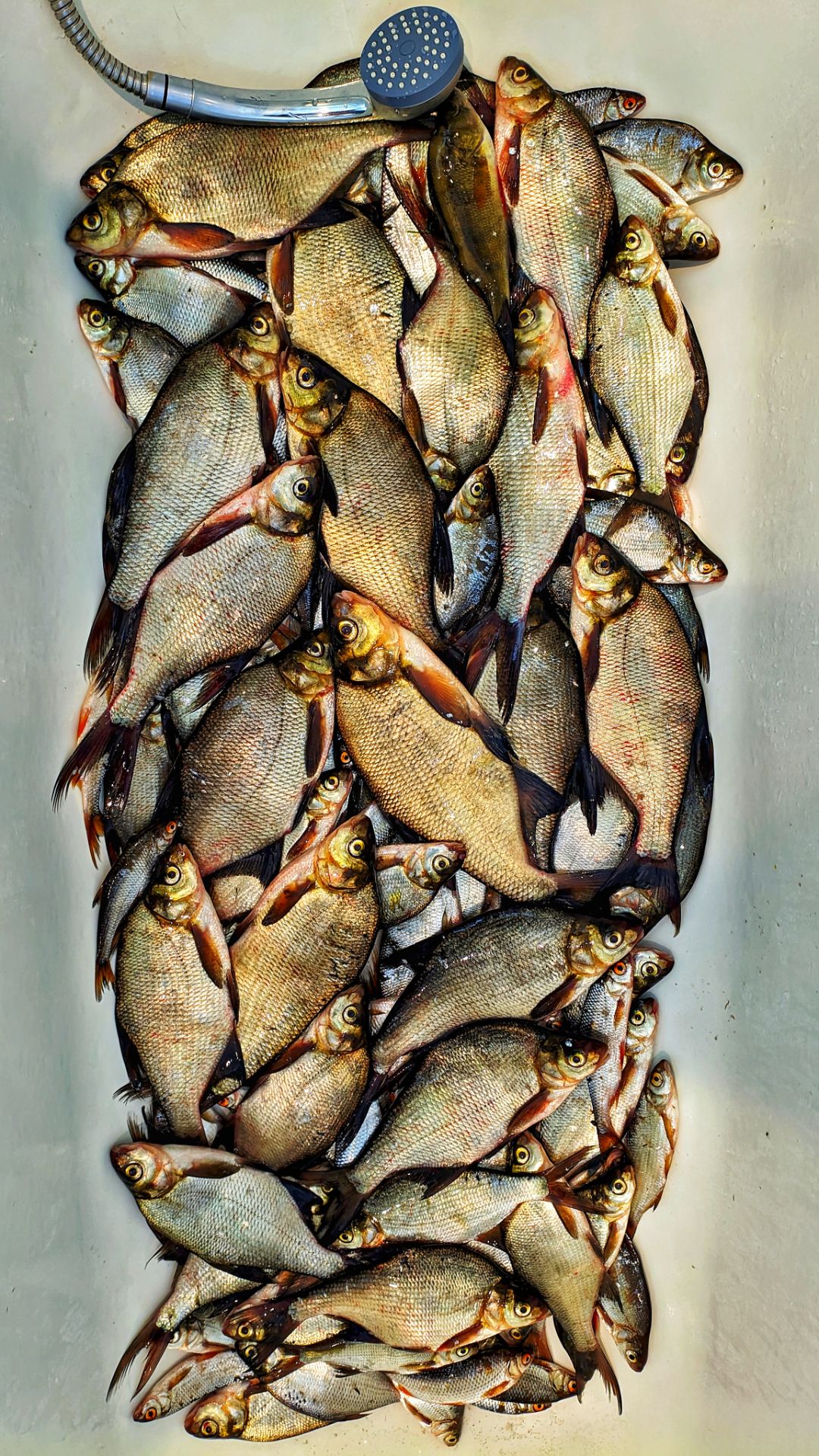 Отличный клёв подлещика. Отчёт.