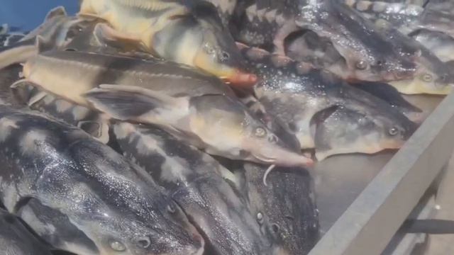 VID_20260601_150454