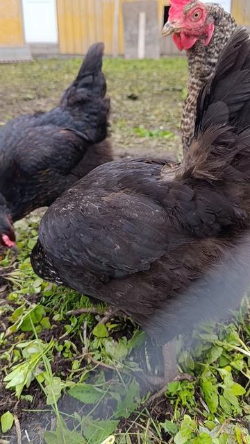 Утки 🦆 на вольном выгуле, а курам траву я и так дам ☝️