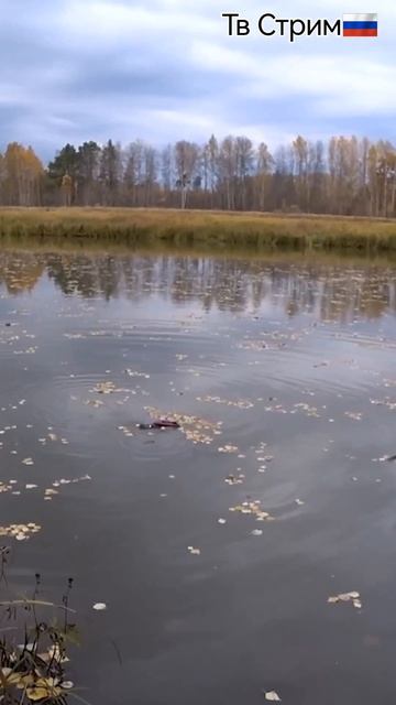 Ловлю щуку 🦈 на живца с кораблика 🥩на пульте управления.