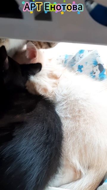 котята в этажерке  на рисунках