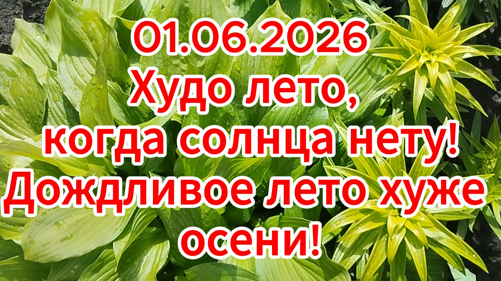 01.06.2026 Худо лето, когда солнца нету! Дождливое лето хуже осени!