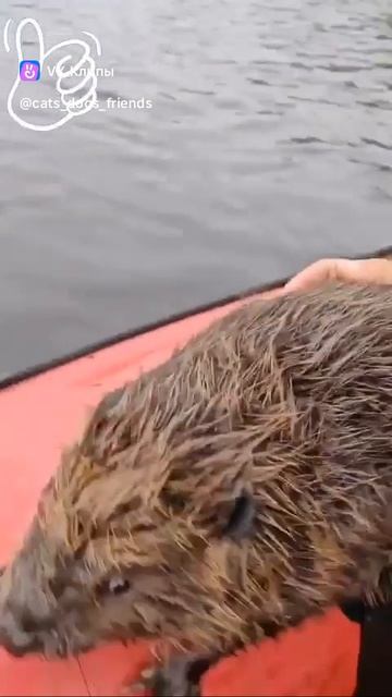 Saving The Beaver 🦫