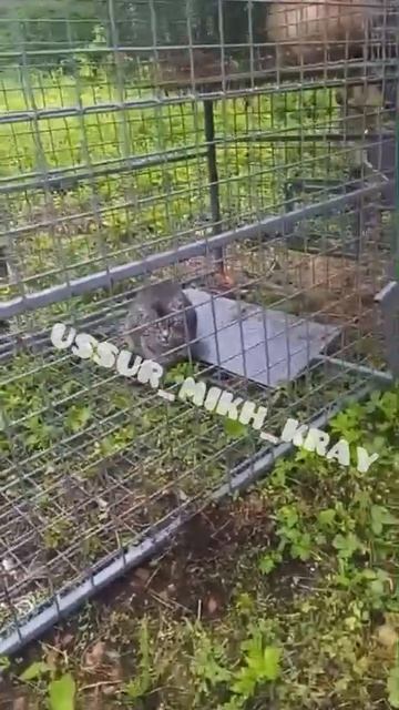 В посёлке Приморском в ловушку попала мини-версия леопарда