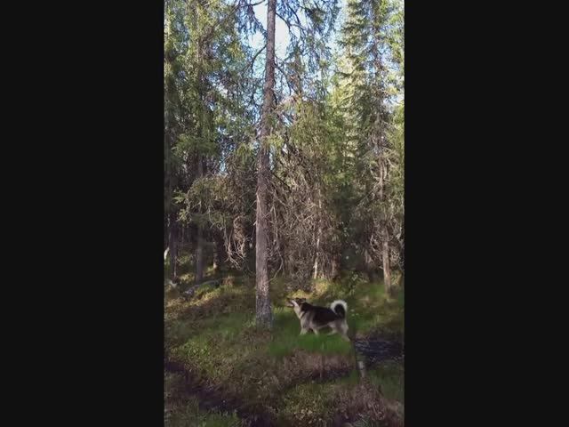Невидимка на дереве Invisible Man On The Tree
