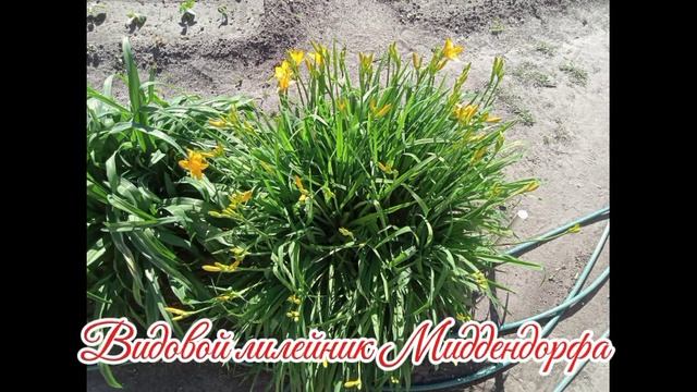 Видовой лилейник Миддендорфа