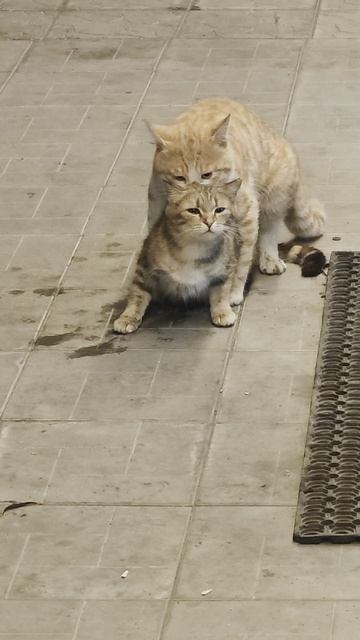 кот залез на кошку😻