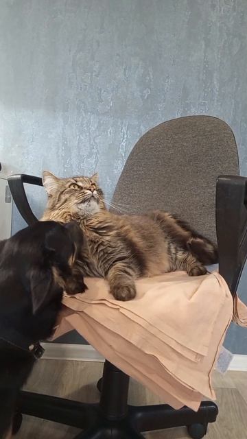 Альфа и Тима #мойпитомец #моипитомцы #котисобака #кот #собака