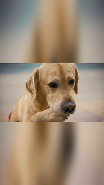 Дени и Мэни в кино! (2026)