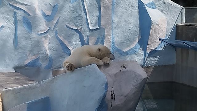 01-06-2026 Привет! Прогулка по зоопарку.