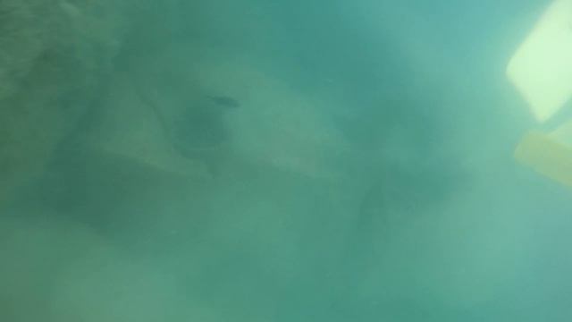 Адлер. Дайвинг.🐠