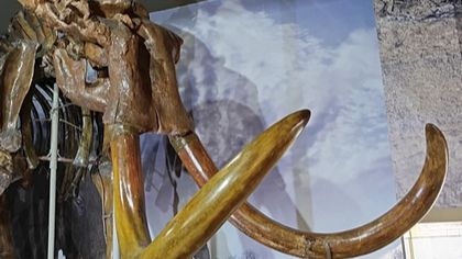 Азовский палеонтологический музей