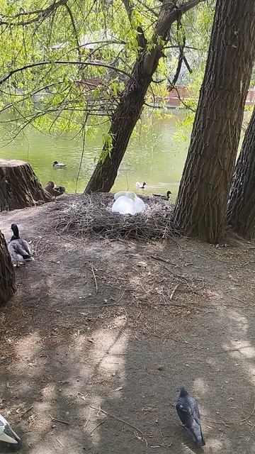 01-06-2026Привет! Прогулка по зоопарку.