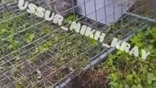 В посёлке Приморском в ловушку попала мини-версия леопарда