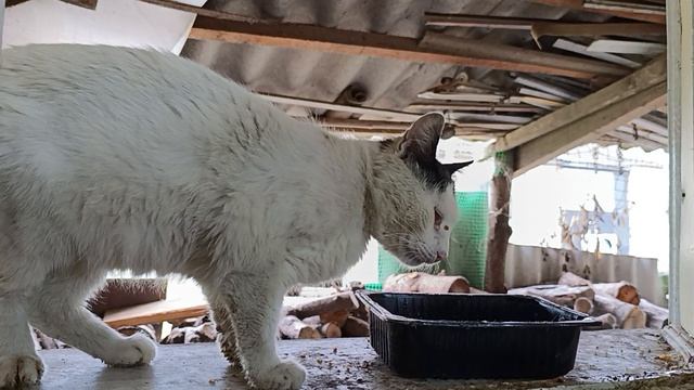Бездомыш котик