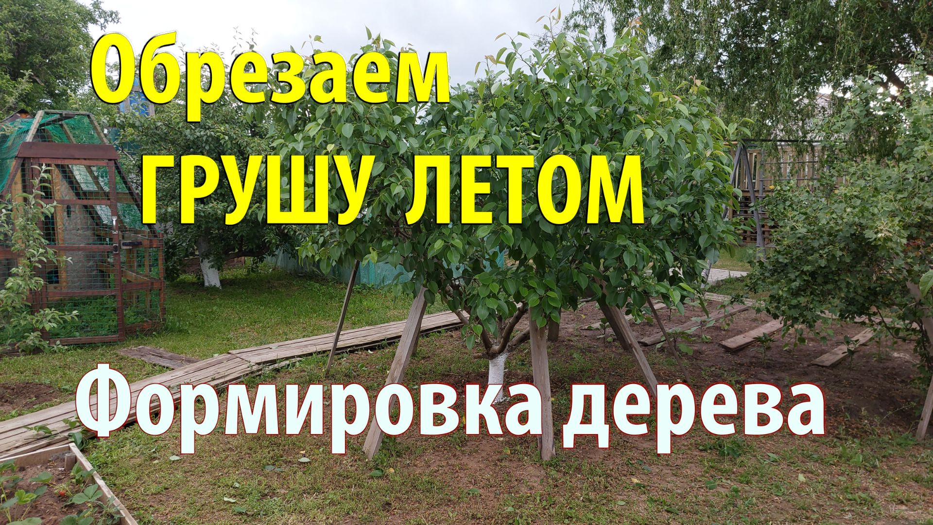 Как Обрезать ГРУШУ Летом правильно. Формировка дерева