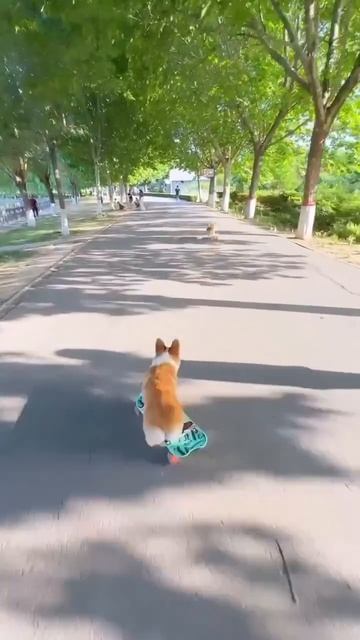 даже собаки умеют котаца, а ты нет