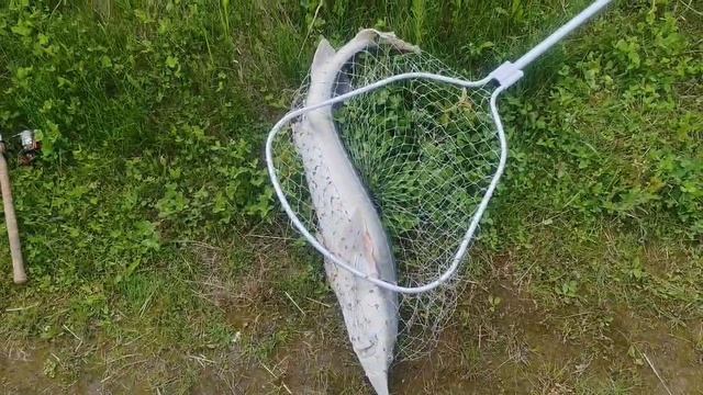 поимка осетра Никанора